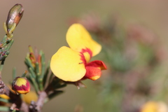 Dillwynia ramosissima