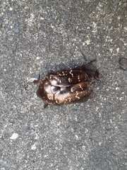 Protaetia orientalis