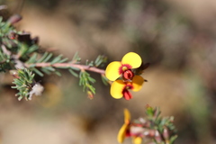 Dillwynia ramosissima