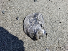 Aequorea victoria