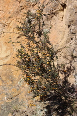 Dillwynia ramosissima