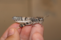 Dissosteira spurcata