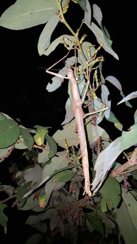 Sunda Insect Sunda Giant Stick Insect (Phasma gigas) · iNaturalist