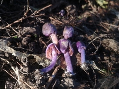 Cortinarius coneae