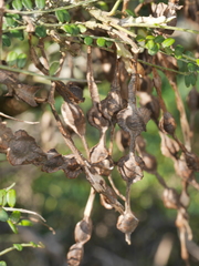 Sophora molloyi