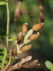 Sophora molloyi