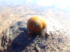 Littorina obtusata