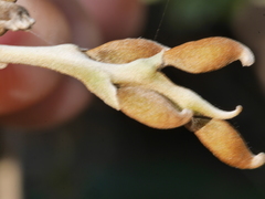 Sophora molloyi