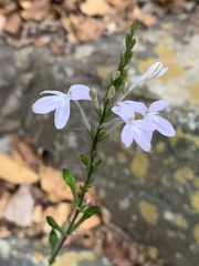Pseuderanthemum subviscosum