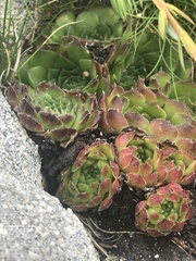 Sempervivum heuffelii