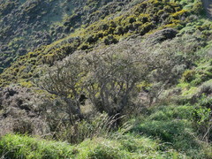 Sophora molloyi