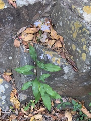 Pseuderanthemum subviscosum