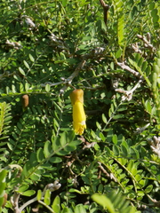 Sophora molloyi