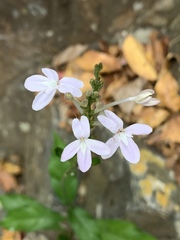 Pseuderanthemum subviscosum