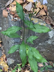 Pseuderanthemum subviscosum