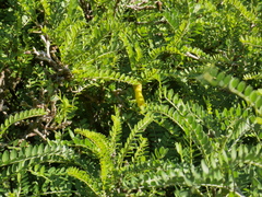 Sophora molloyi