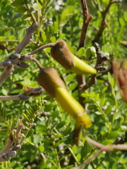 Sophora molloyi