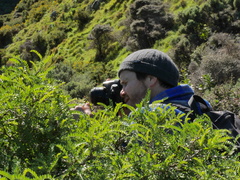 Sophora molloyi