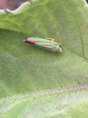 Graphocephala