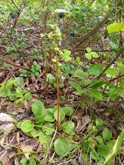 Pyrola media