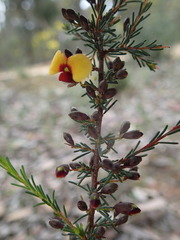Dillwynia ramosissima