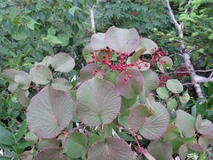 Viburnum furcatum