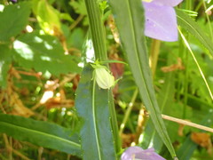 Campanula alaskana