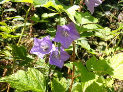 Campanula alaskana