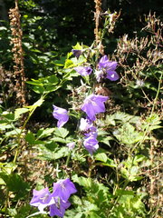 Campanula alaskana