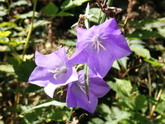 Campanula alaskana