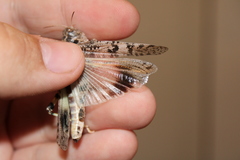 Dissosteira spurcata