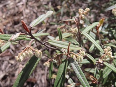Lasiopetalum
