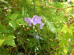 Campanula alaskana