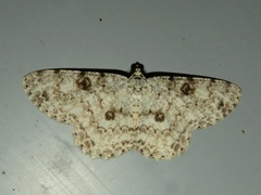 Ophthalmitis