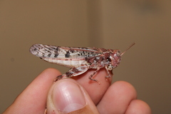 Dissosteira spurcata