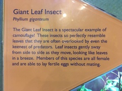 Pulchriphyllium giganteum