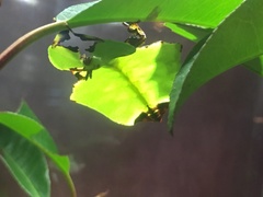 Pulchriphyllium giganteum