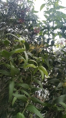 Loranthus longiflorus