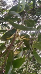 Loranthus longiflorus