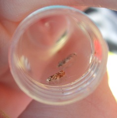 Eschatotypa derogatella