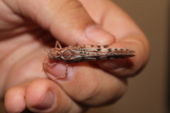 Dissosteira spurcata