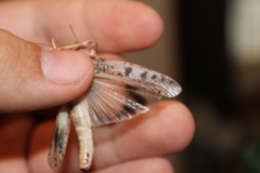 Dissosteira spurcata