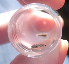 Eschatotypa derogatella