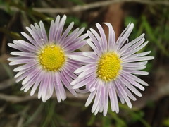 Allittia uliginosa