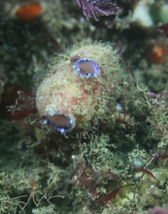Polycarpa pigmentata
