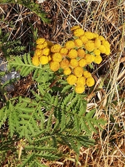 Tanacetum vulgare