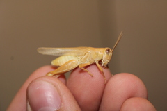 Melanoplus packardii