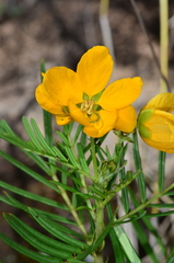 Senna aciphylla