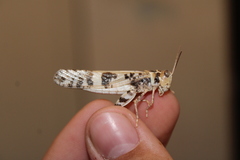 Dissosteira spurcata