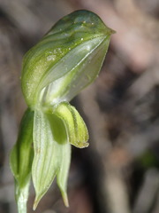 Pterostylis smaragdyna